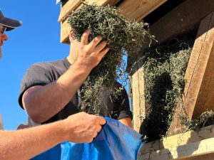 Seegrasdämmung Holzhaus Bootshaus mit Ständerwerk