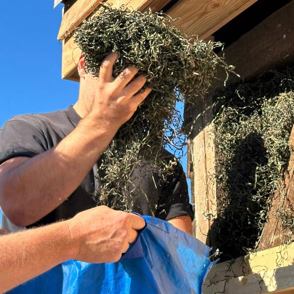 Seegrasdämmung Holzhaus Bootshaus mit Ständerwerk