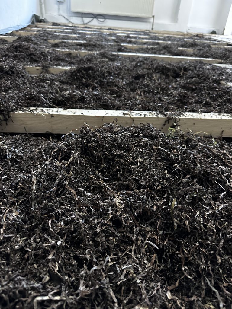 Lose Seegrasschüttung zwischen Lagerhölzern auf der obersten Geschossdecke