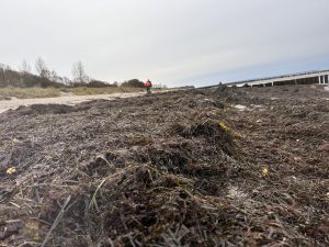 Angespültes Seegras liegt in breiten Bahnen am Ostseestrand vor Buhnen bei Poel