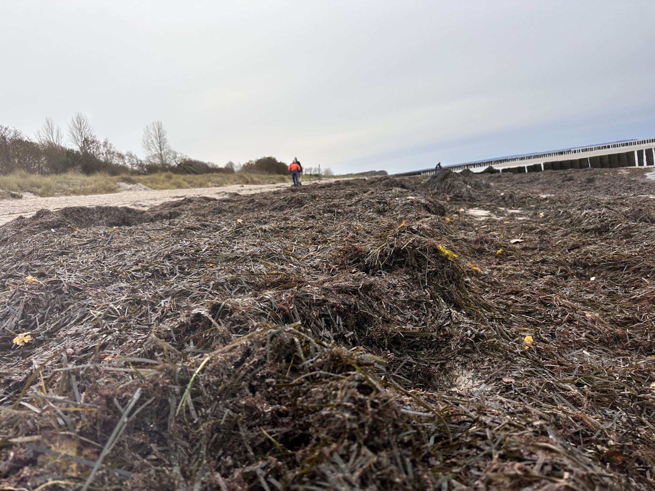 Angespültes Seegras liegt in breiten Bahnen am Ostseestrand vor Buhnen bei Poel
