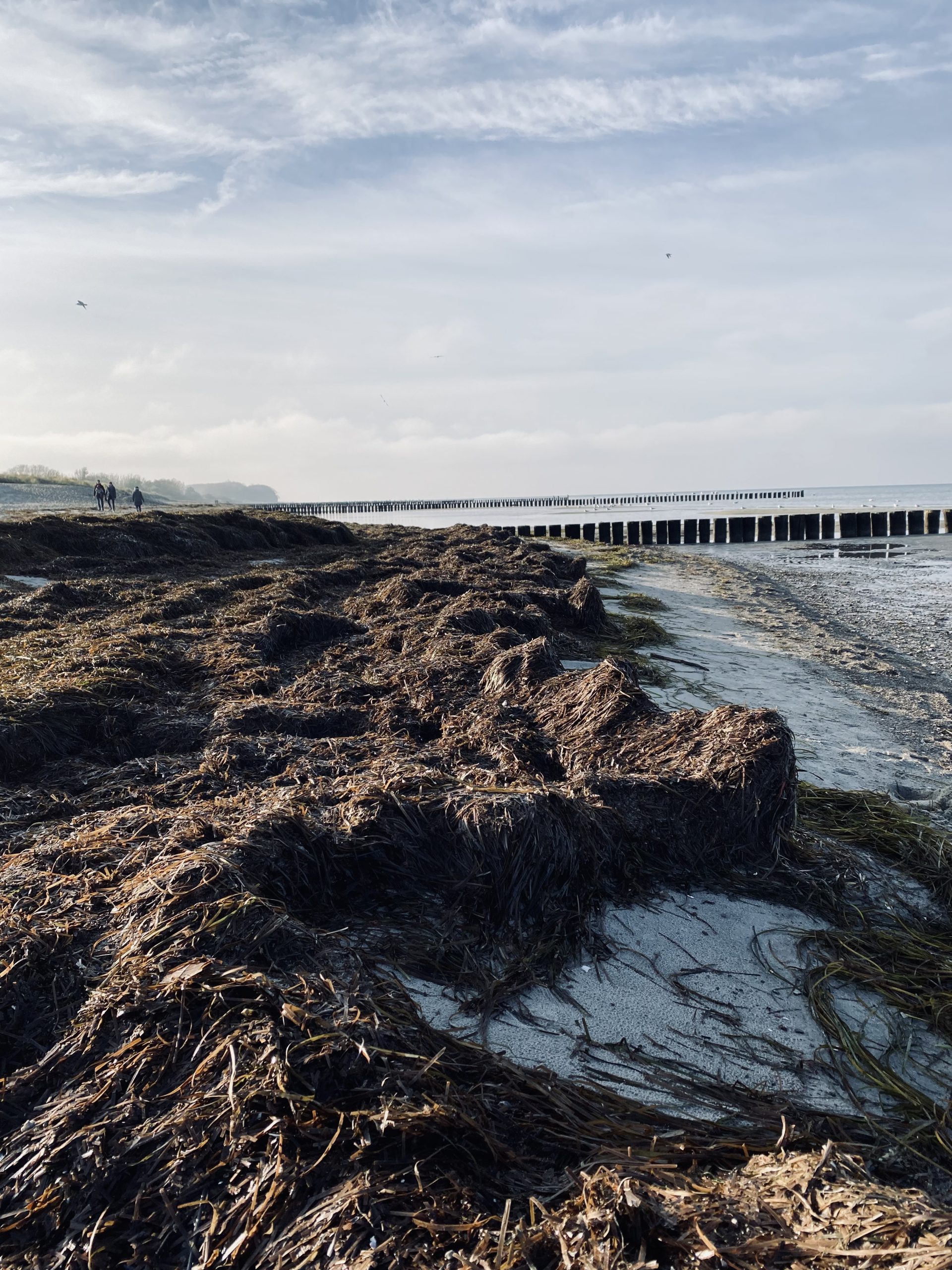 Angespültes Seegras als Treibsel am Ostseestrand – Rohstoff für Seegrasdämmung