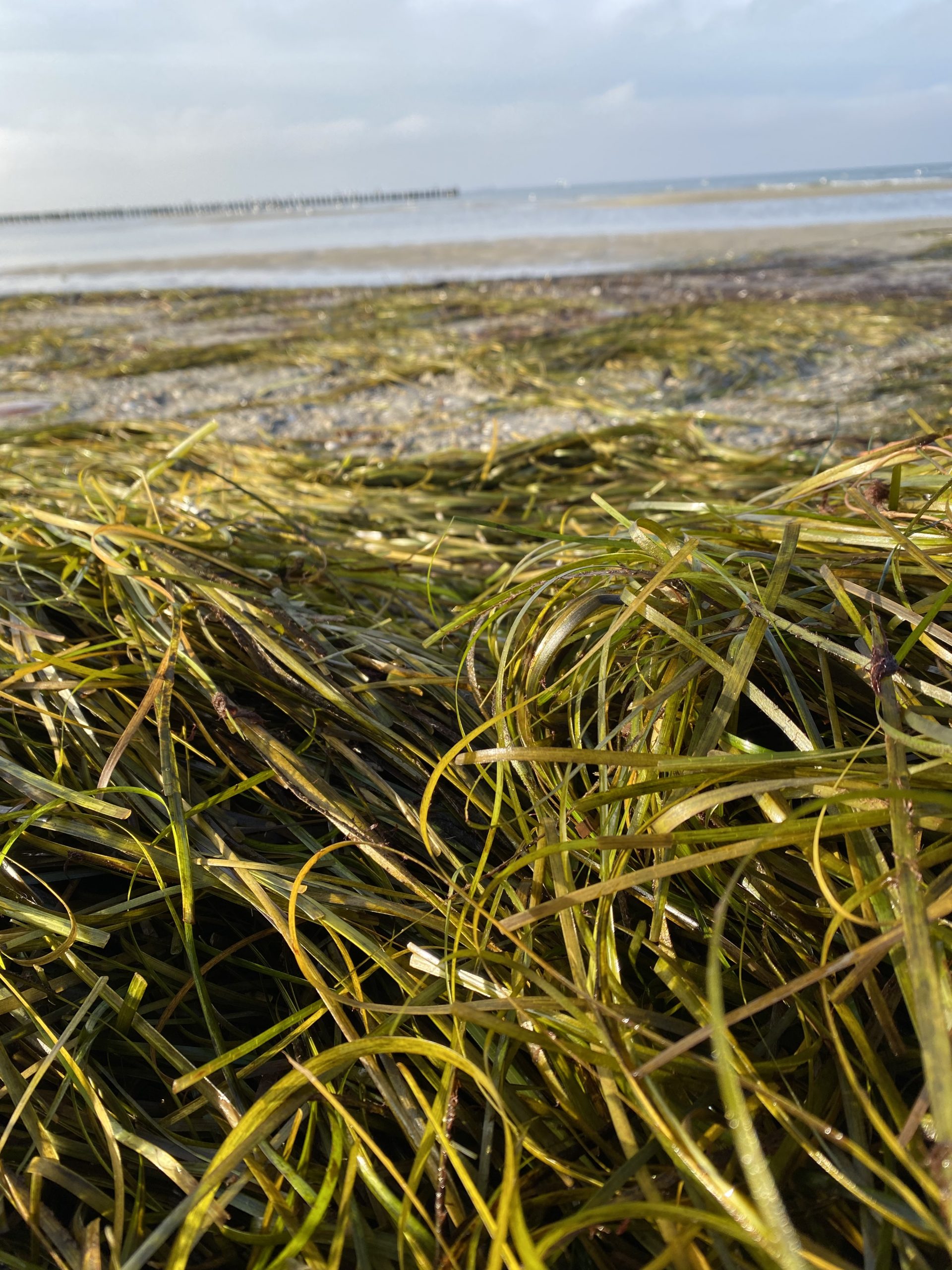 Frisches, grünlich-gelbes Seegras direkt am Ostseestrand